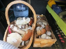 Grybai / Mushrooms