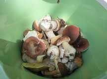 Grybai / Mushrooms